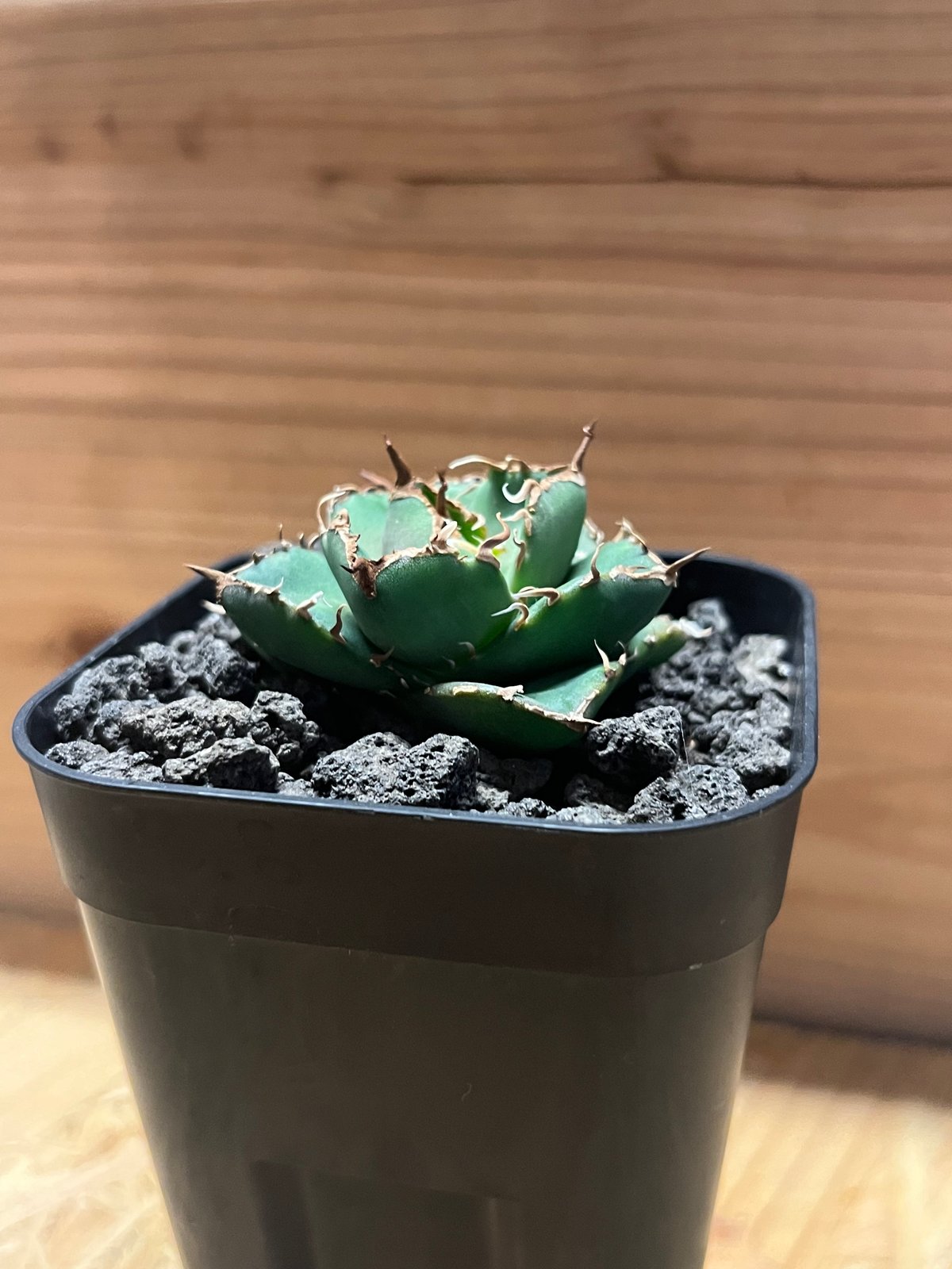 アガベ チタノタ チャム | GREEN LUCK