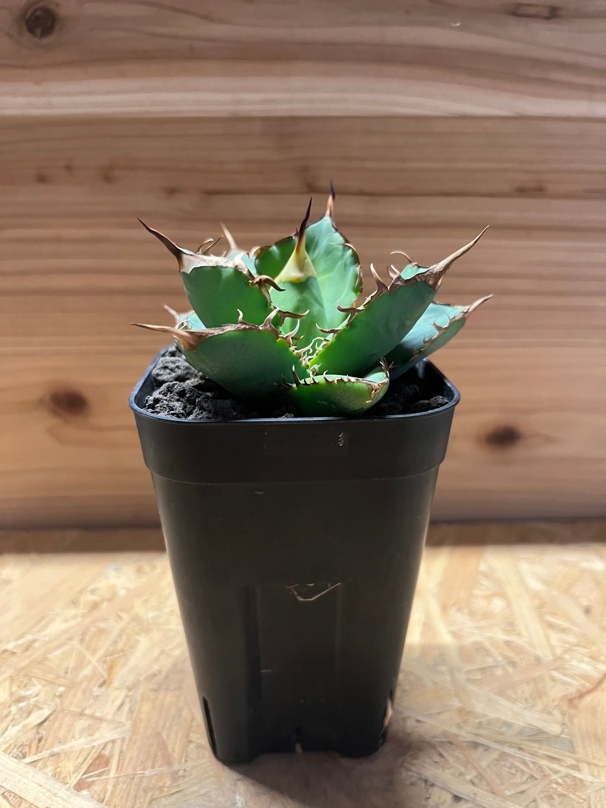 アガベ チタノタ イランボール | GREEN LUCK