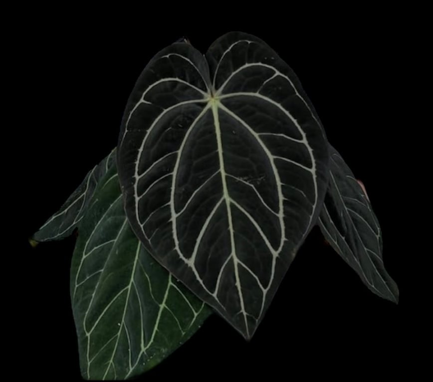 Anthurium carlablackiaeアンスリウムカーラブラッキアエ Anthurium Carlablackiae / アンスリウム カーラブラッキー⑫