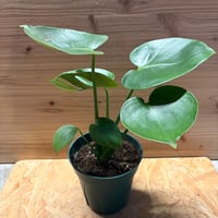 ビルベルギア スローポーク | GREEN LUCK