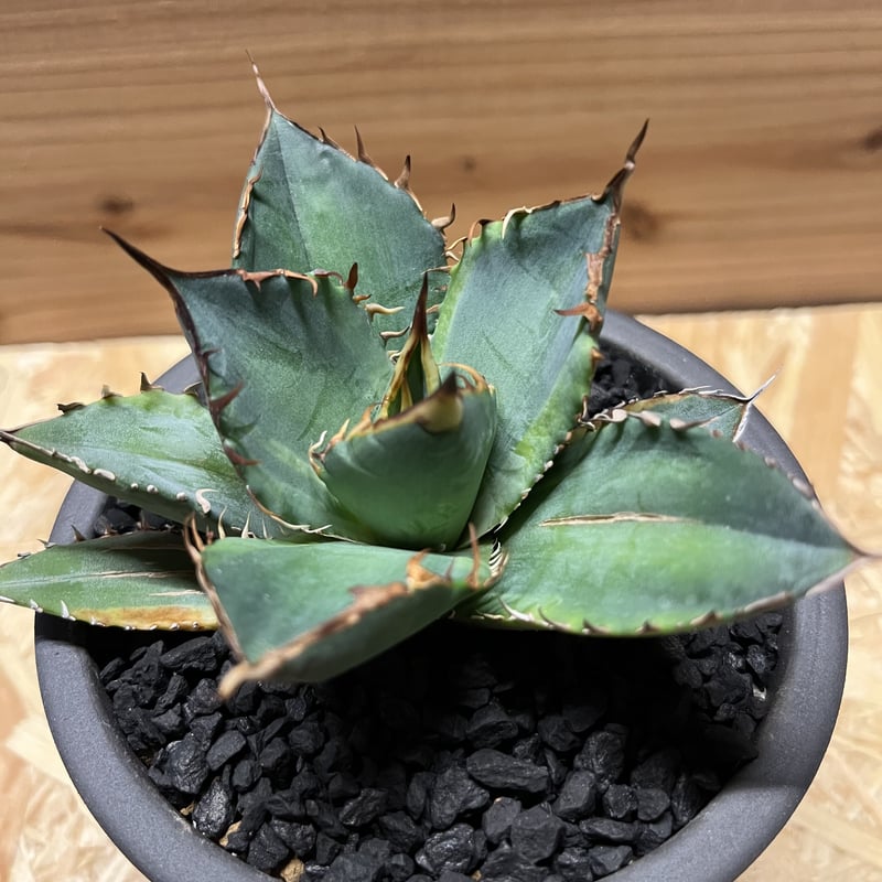 バナナピール アガベ 【中株20cm】現品 ポットごと発送 0000000134422_MorwDA4.jpg