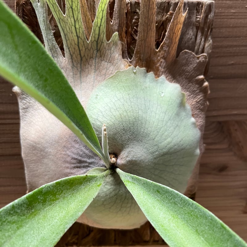 P.willinckii Yellow moon dwarf 前葉体 タッパー P.willinckii Yellow moon dwarf (from晴花鹿苑) | naturefix