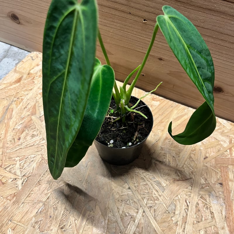 アンスリウム ワロクアナム | GREEN LUCK