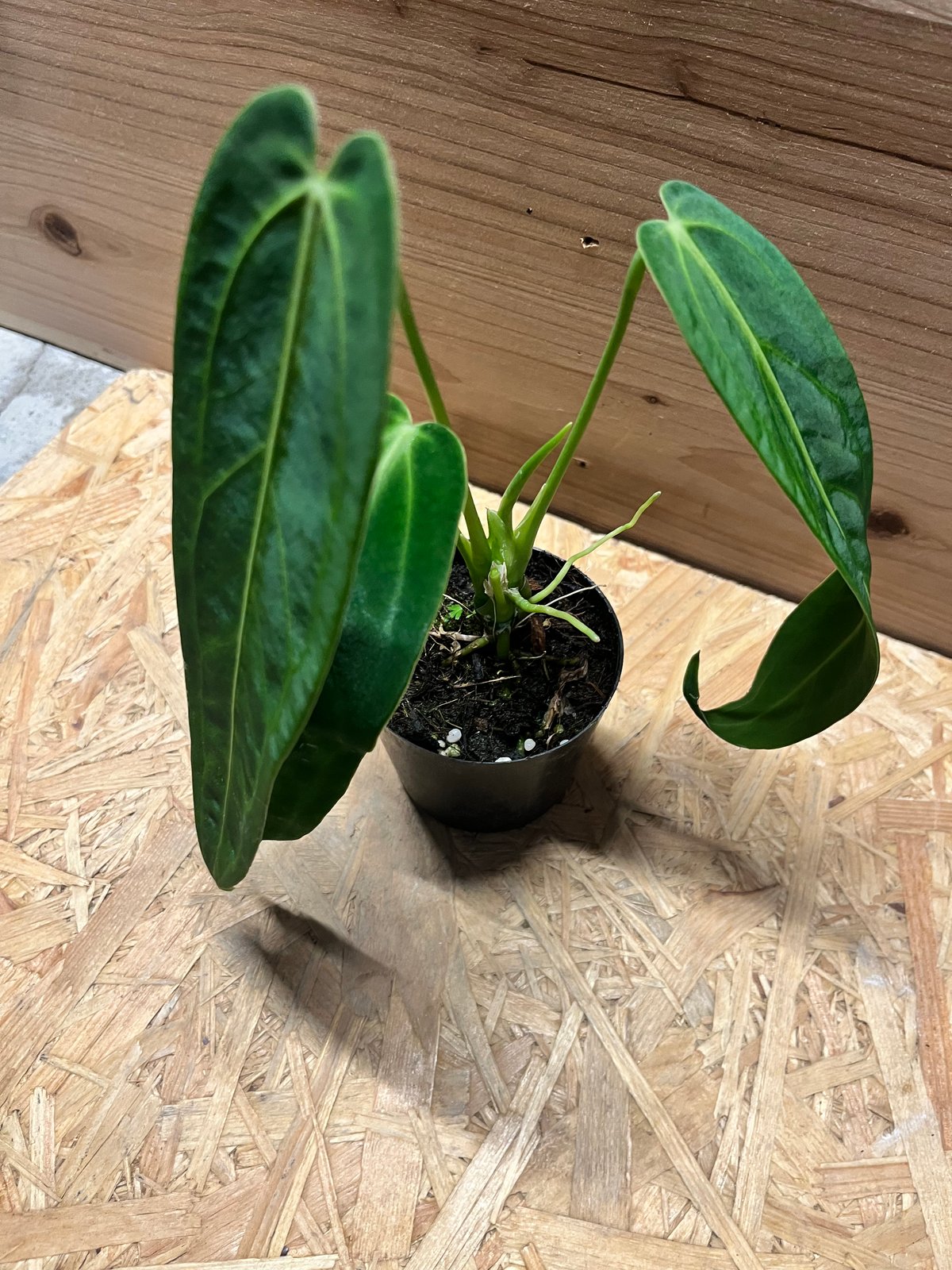 アンスリウム ワロクアナム | GREEN LUCK