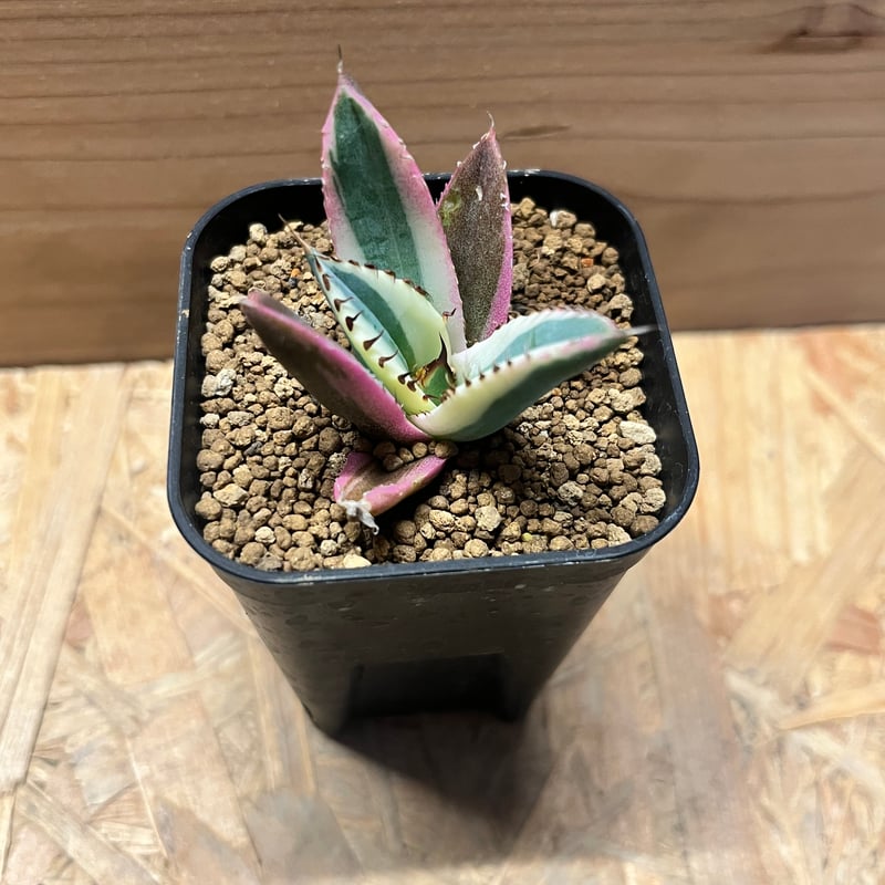 アガベ チタノタ スナグルトゥース | GREEN LUCK