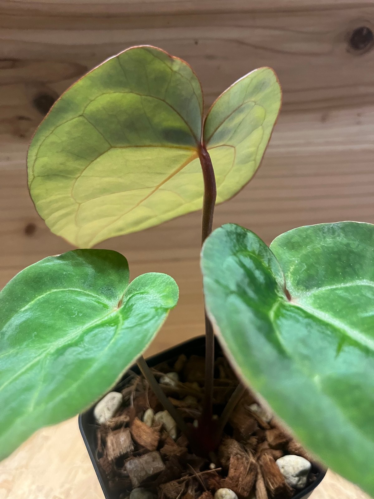 アンスリウム エンジェルズドリーム×Carlablackiae | GREEN LUCK