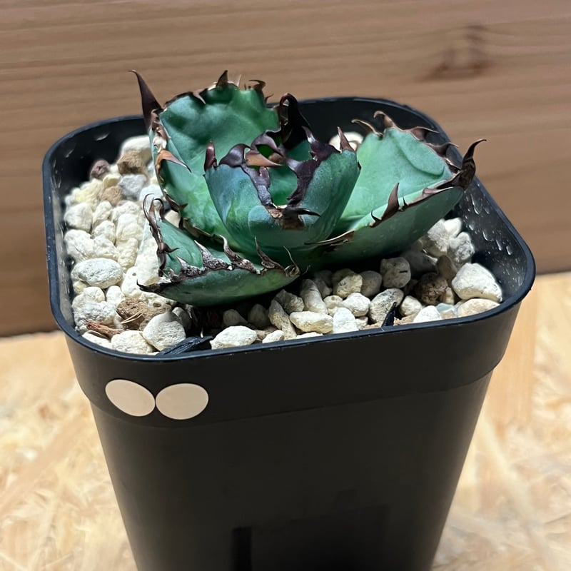 アガベ チタノタ ブルーボール | GREEN LUCK