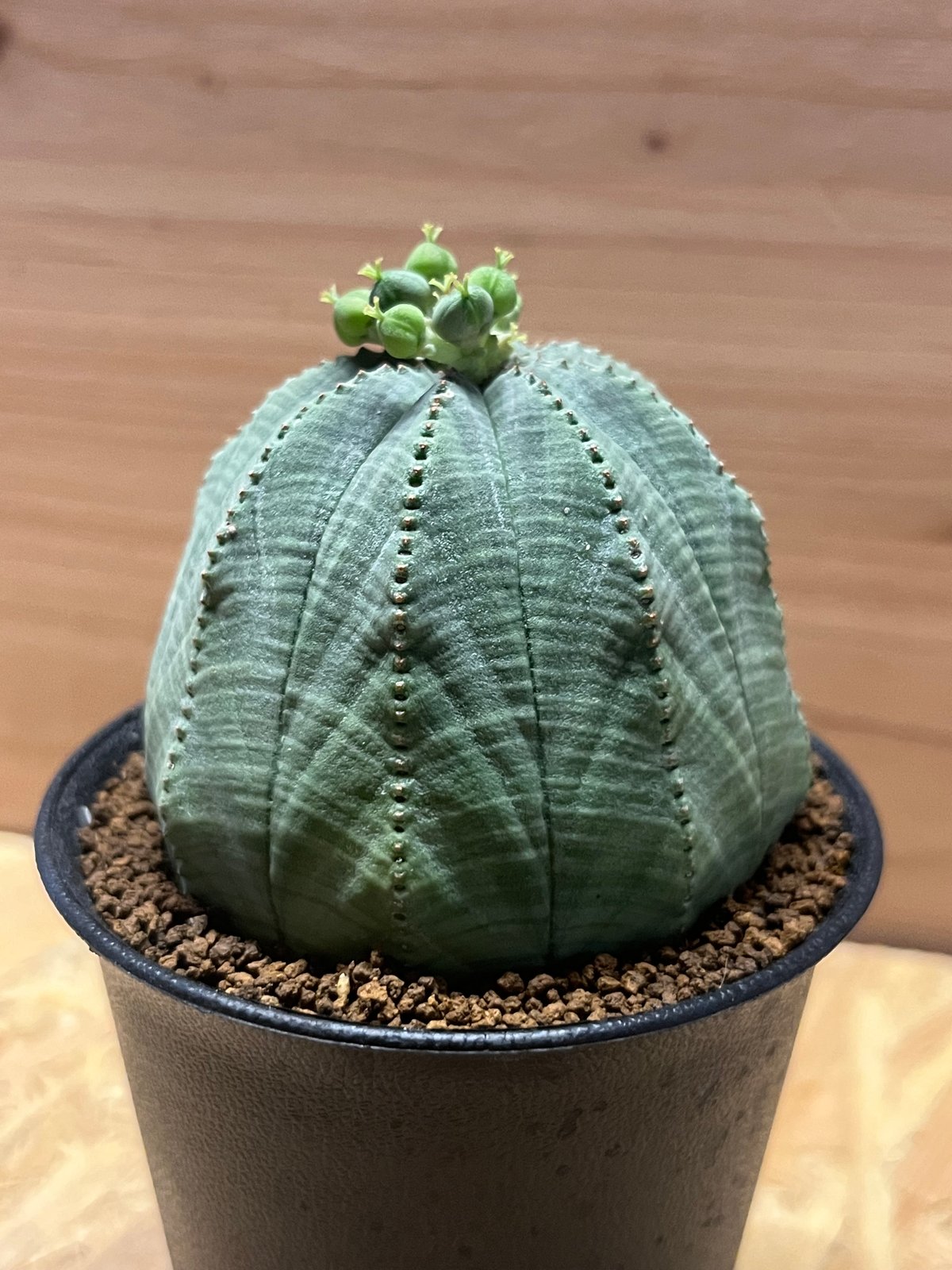 g*r様 ユーフォルビア・オベサ雌株　発根済み鉢付き　現地株 ユーフォルビア オベサ 雌株 | GREEN LUCK