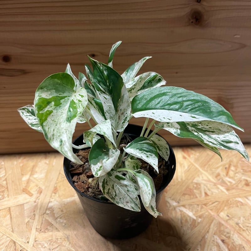 エピプレナム ピナツム マーブル | GREEN LUCK