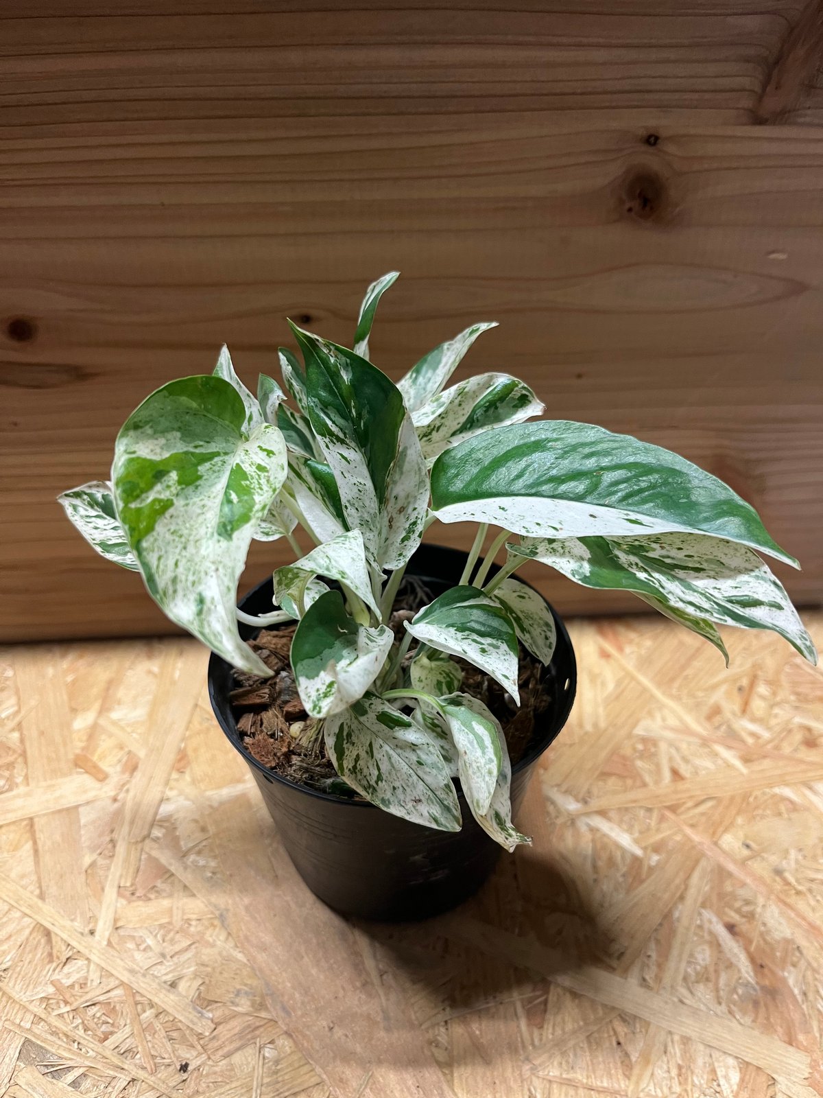 エピプレムナムピナツム 黄斑エピプレムナム・ピナツムの育て方 Epipremnum pinnatum