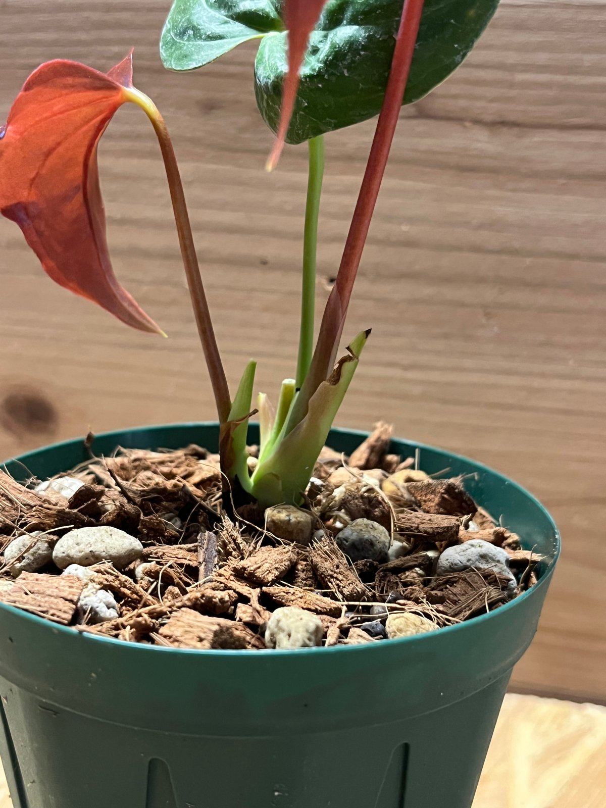 アンスリウム ロムズレッド | GREEN LUCK