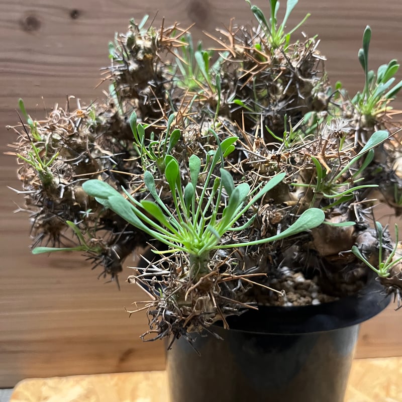 オトンナ ユーフォルビオイデス 黒鬼城 大株 | GREEN LUCK