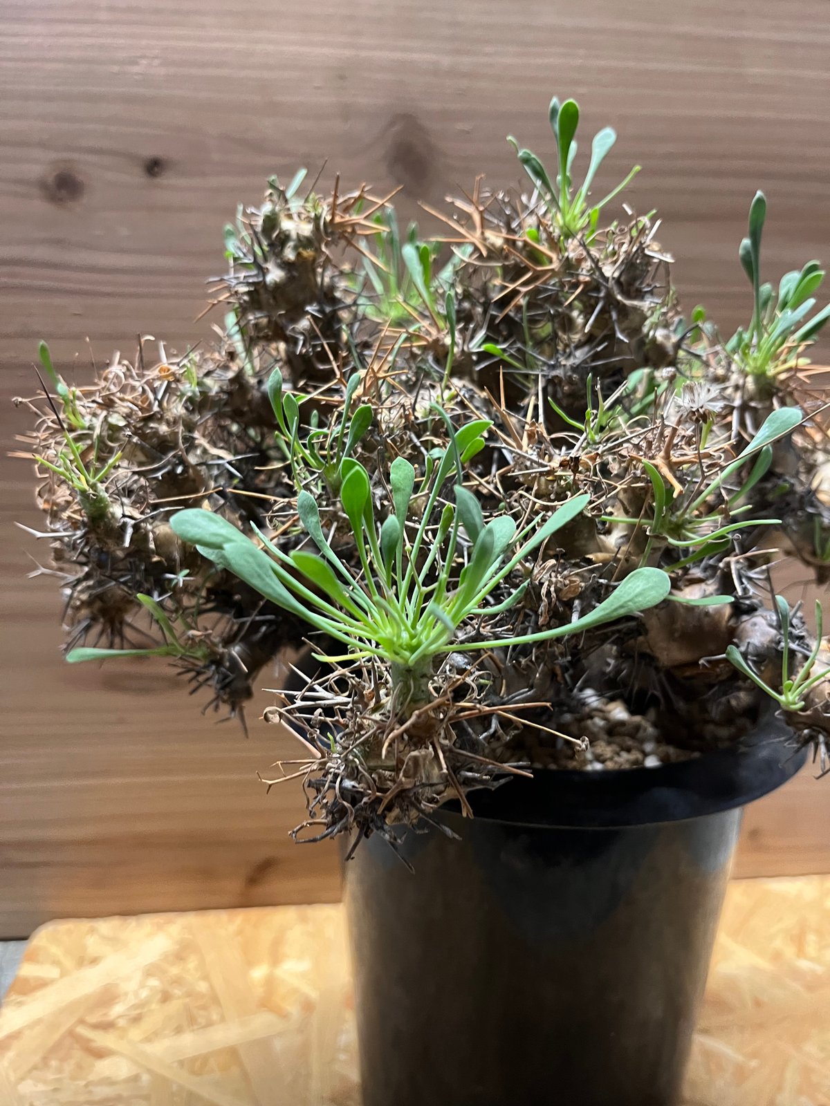 オトンナ ユーフォルビオイデス 黒鬼城 大株 | GREEN LUCK