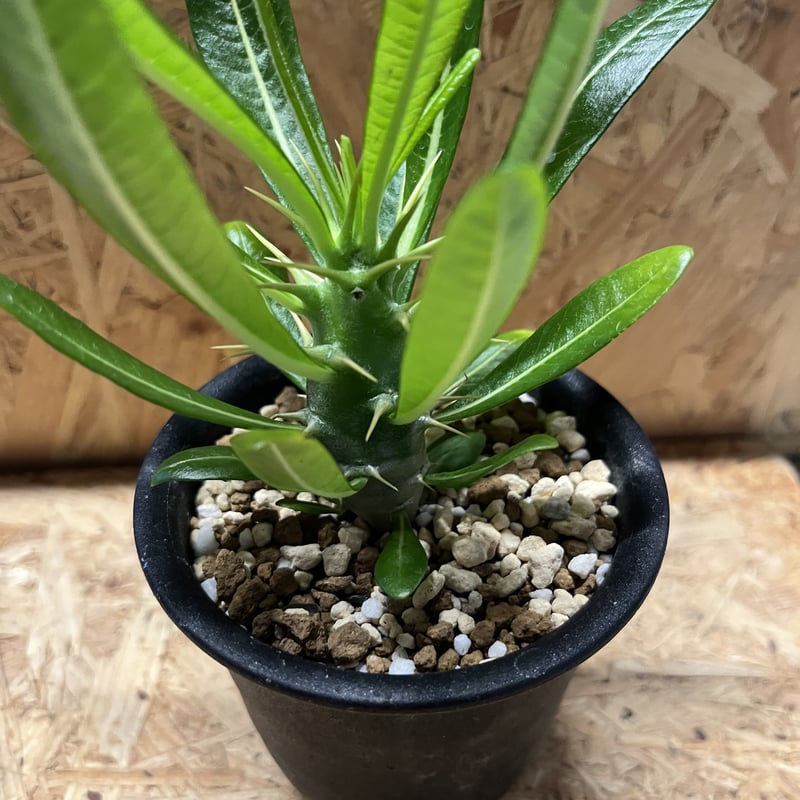 パキポディウム　アンボンゲンセ パキポディウム アンボンゲンセ | GREEN LUCK