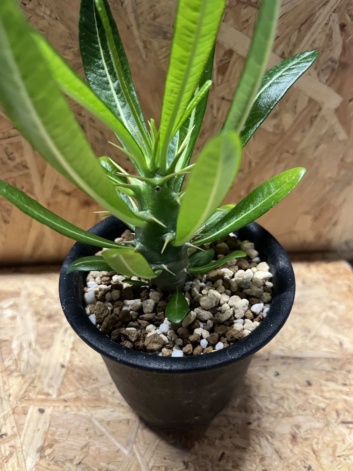 希少 パキポディウム アンボンゲンセ 観葉植物 パキポディウムアンボンゲンセ | STORES