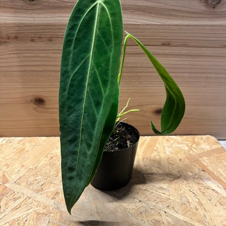CATEGORY 観葉植物 | GREEN LUCK