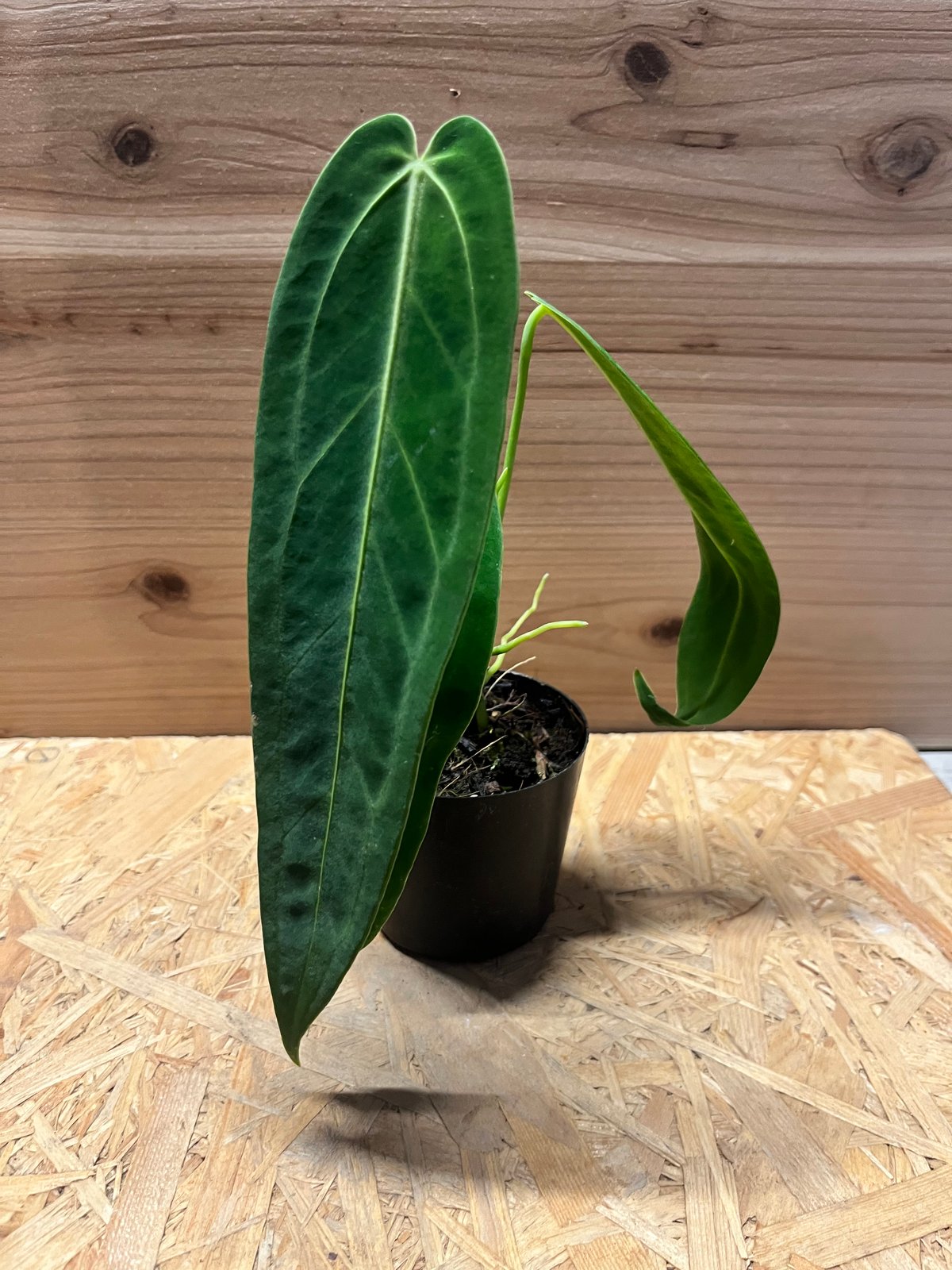 アンスリウム ワロクアナム | GREEN LUCK