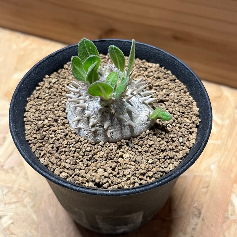 パキポディウム ブレビカウレ 恵比寿笑い | GREEN LUCK