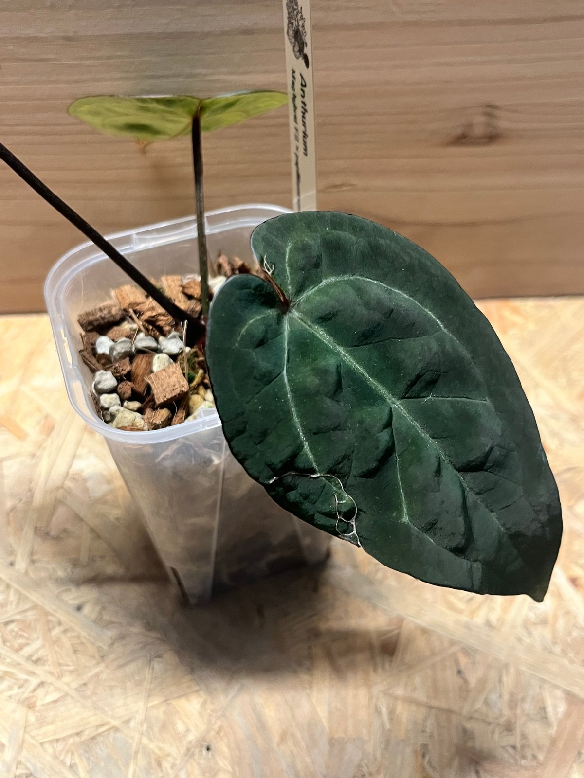 50 アンスリウム パピリラミナムFS フォートシャーマン×ダークママ成長