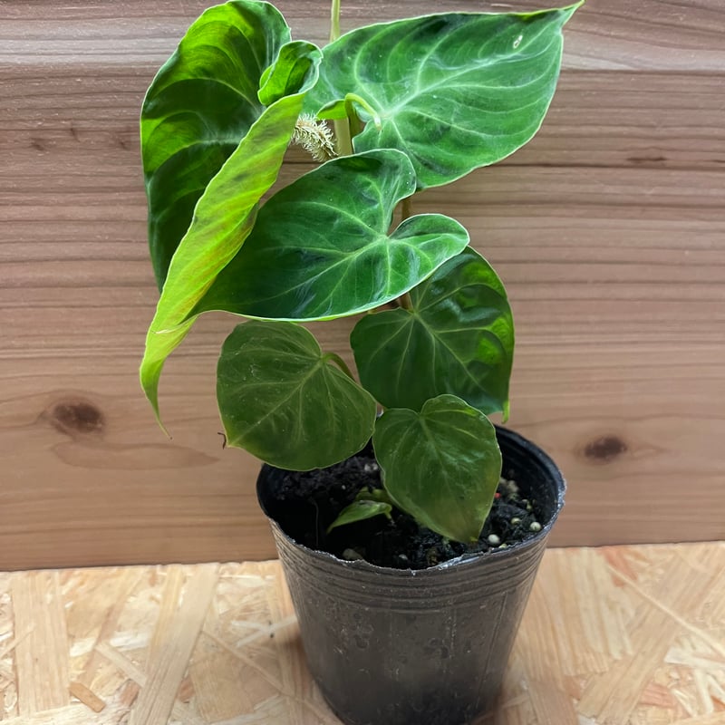 フィロデンドロン ベルコーサム | GREEN LUCK