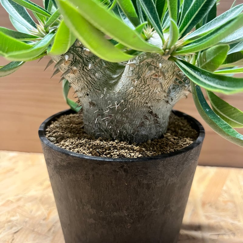 パキポディウム 恵比寿大黒 | GREEN LUCK