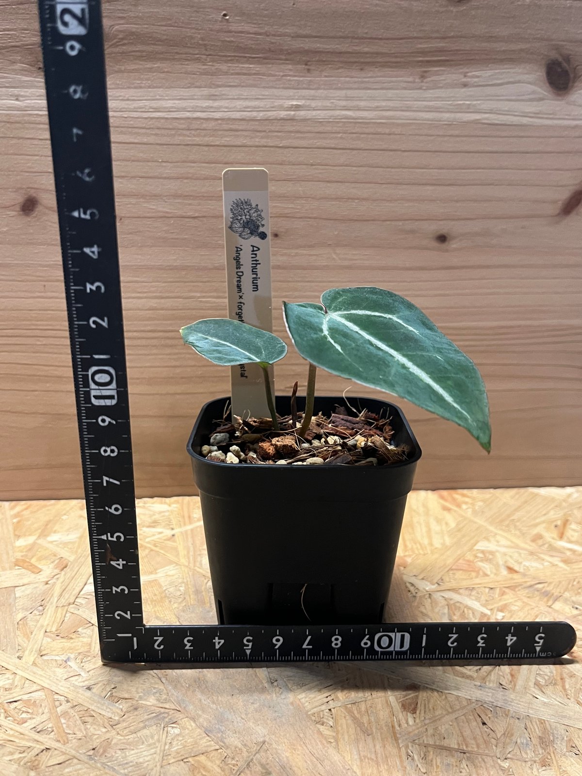 Anthurium forgetii x Red Crystal アンスリウム Anthurium Forgetii x