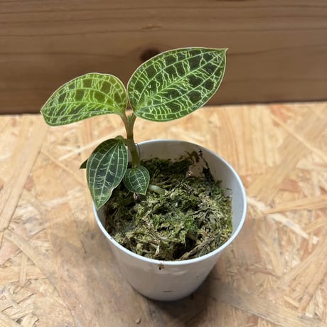 CATEGORY 観葉植物 | GREEN LUCK CATEGORY 観葉植物 | GREEN LUCK