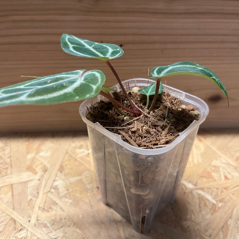 アンスリウム ミシェル×ザラ F3 | GREEN LUCK