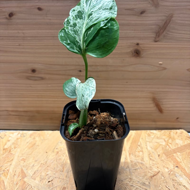 モンステラ デリシオーサ 'バルバソー' | GREEN LUCK