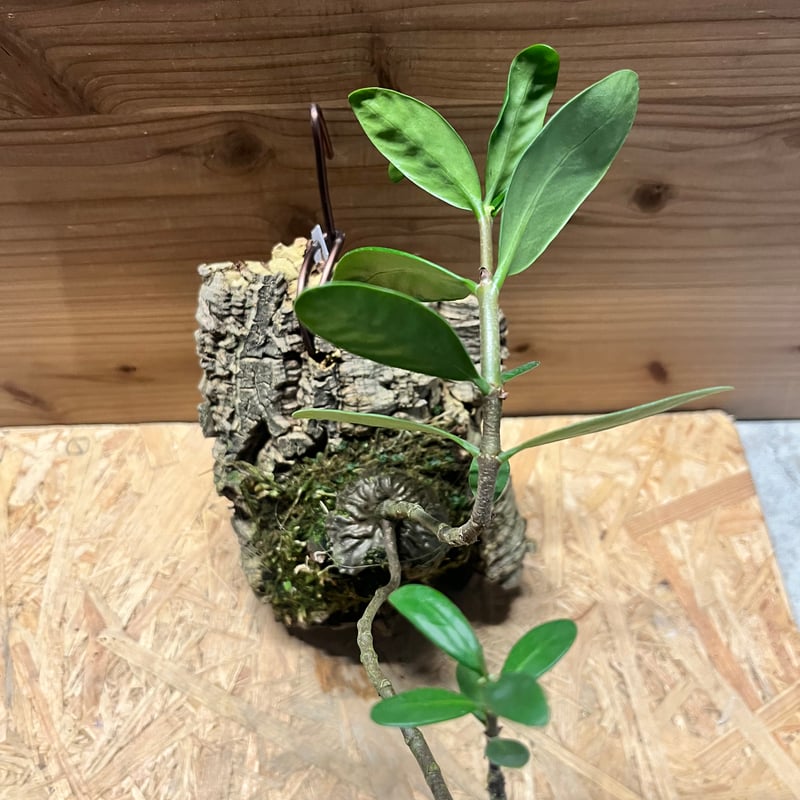 ヒドノフィツム フォルミカルム | GREEN LUCK