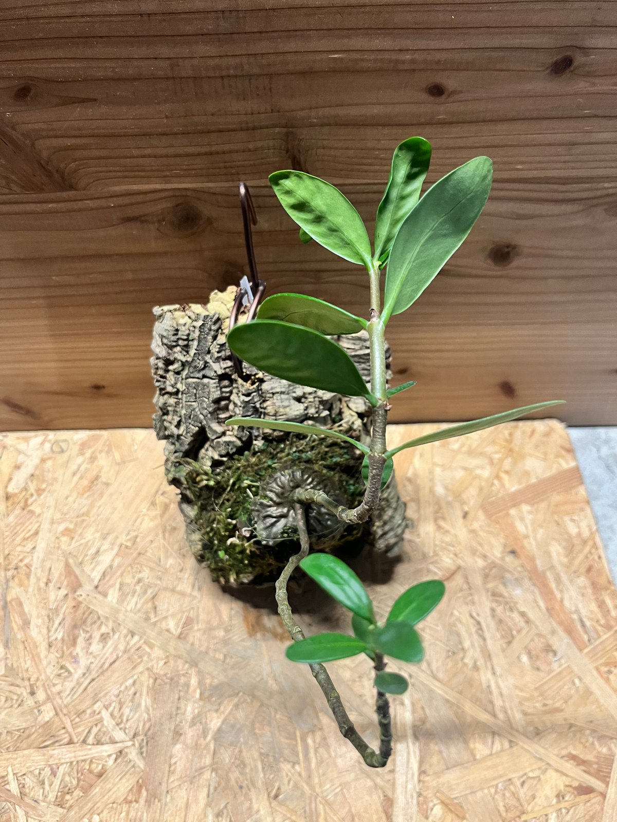 ヒドノフィツム フォルミカルム | GREEN LUCK