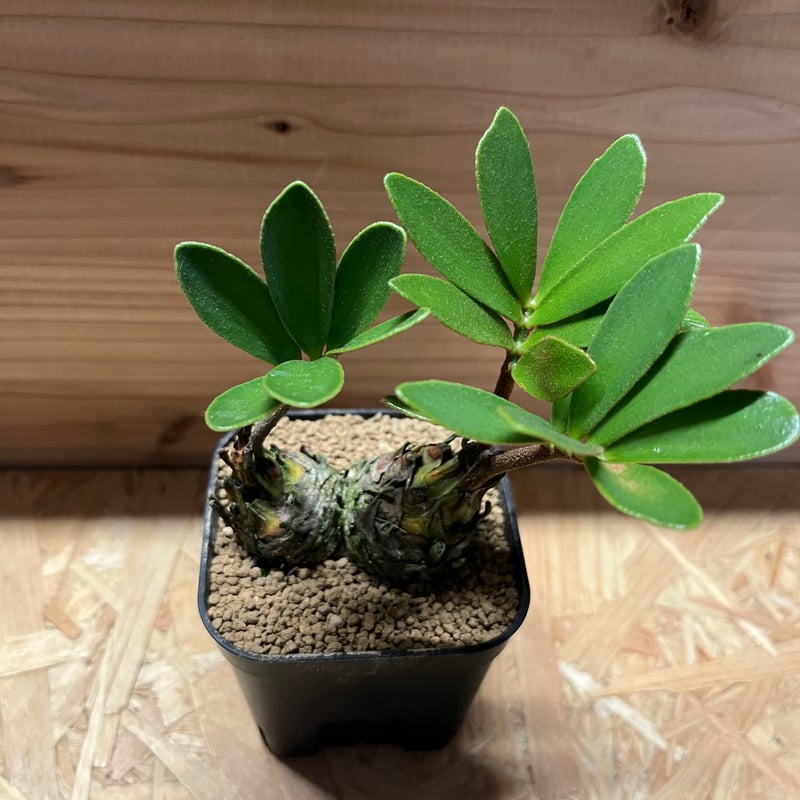 ザミア フルフラセア 多頭 | GREEN LUCK