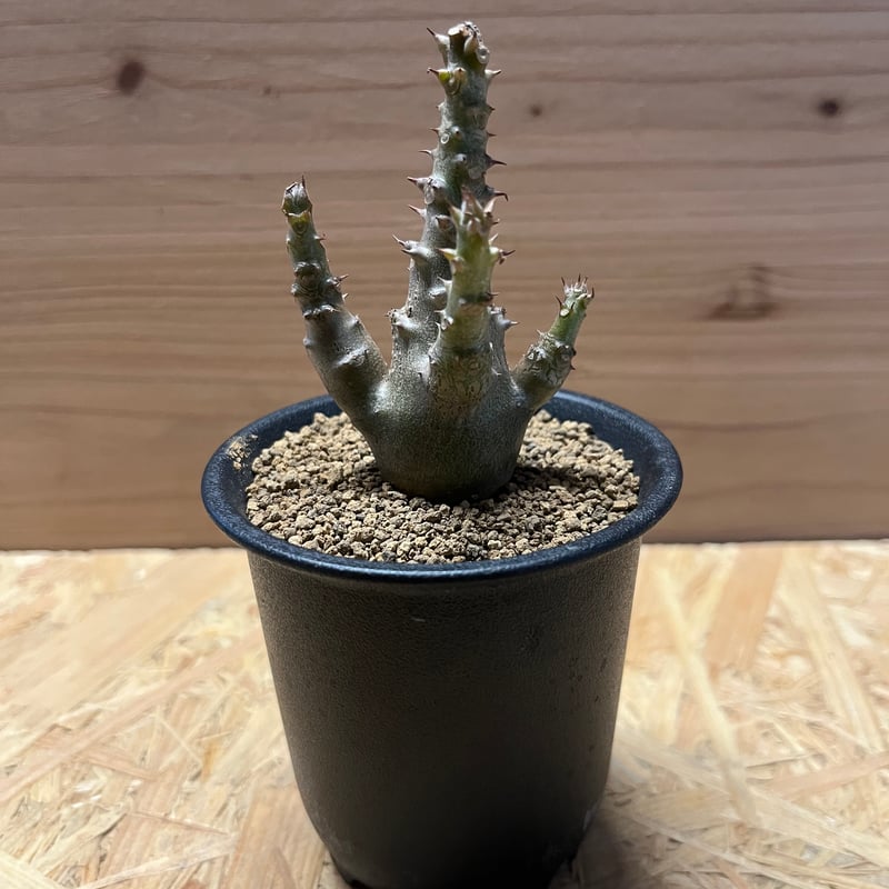 パキポディウム ウィンゾリー | GREEN LUCK