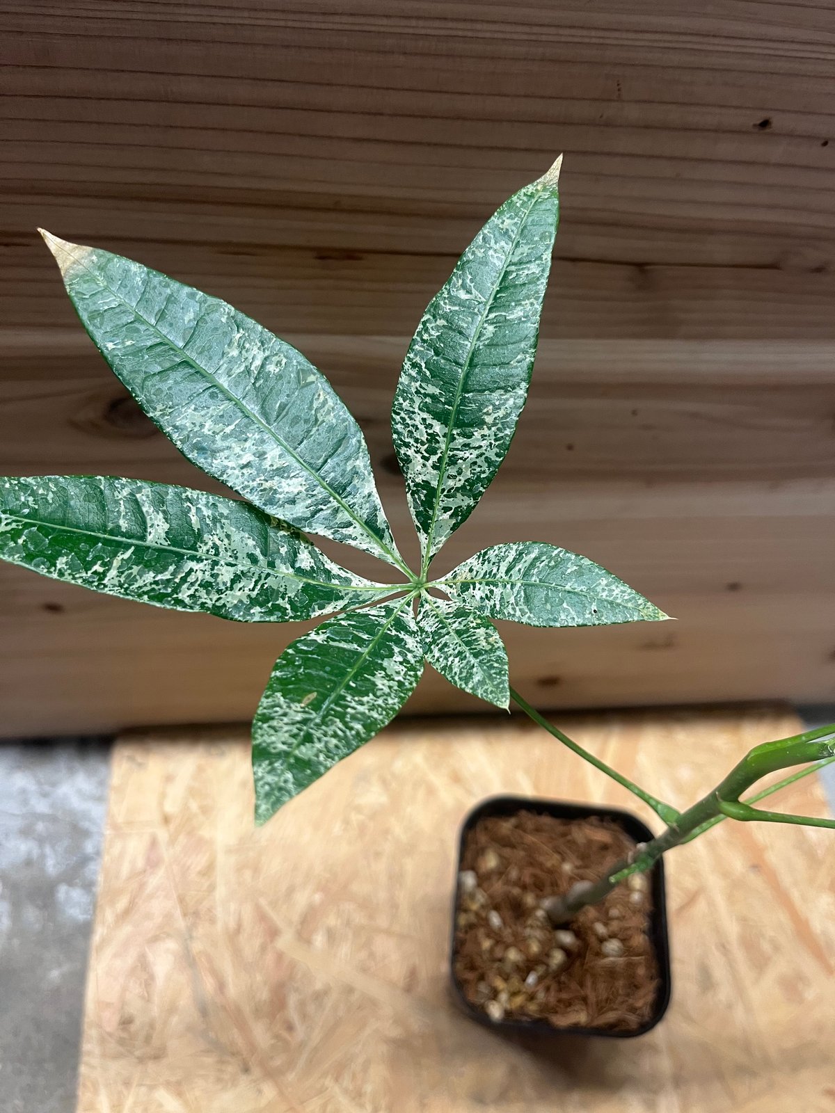 パキラ 斑入り 実生 | GREEN LUCK