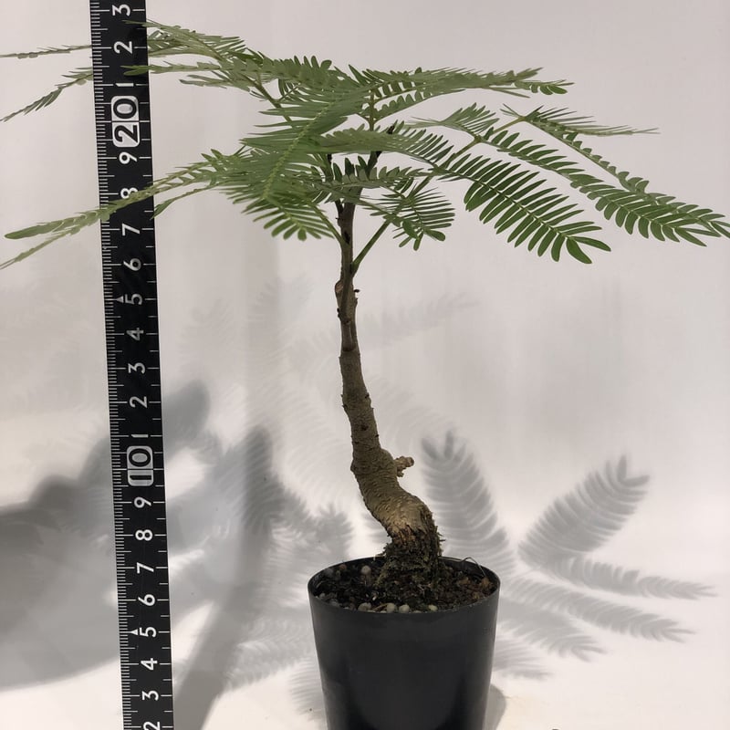 【引取り　神奈川県】エバーフレッシュ　大型　美形　盆栽仕立て樹形 引取り 神奈川県】エバーフレッシュ 大型 美形 盆栽仕立て樹形 Amazon