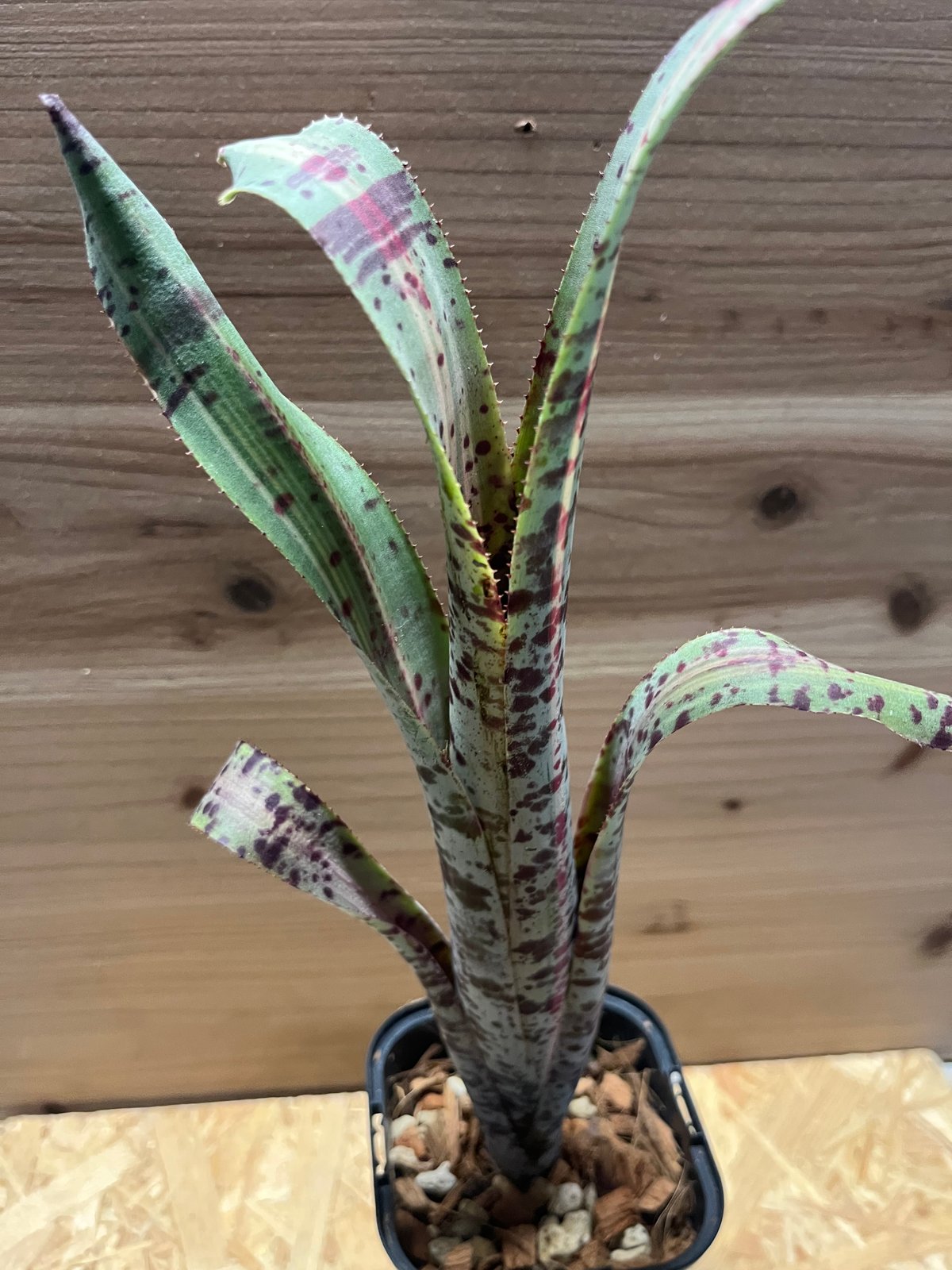 斑入り ケスネリア マルモラータ ラファエルオリヴェイラ ケスネリア・マルモラータ・ラファエルオリヴェイラ | nebachi