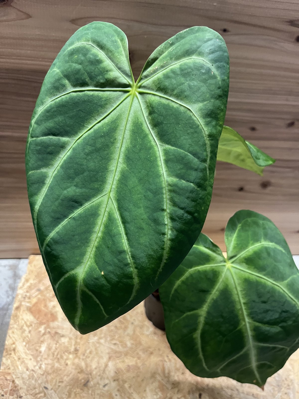 アンスリウム　マグニフィカム アンスリウム・マグニフィカムの育て方 | アンスリウムジャパン