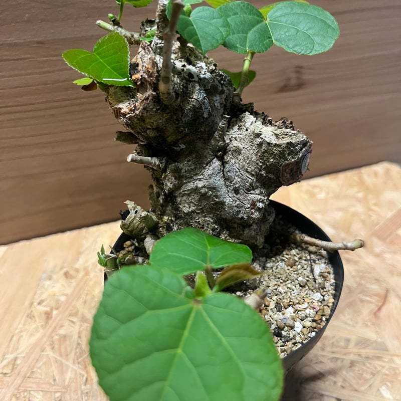 ✨✨✨オオハマボウ【◎マニアックNo.１】検/ユウナ/涼盆栽/麗イボ ™️ ・ #オオハマボウ #琉球盆栽 #ユウナ #hibiscustiliaceus