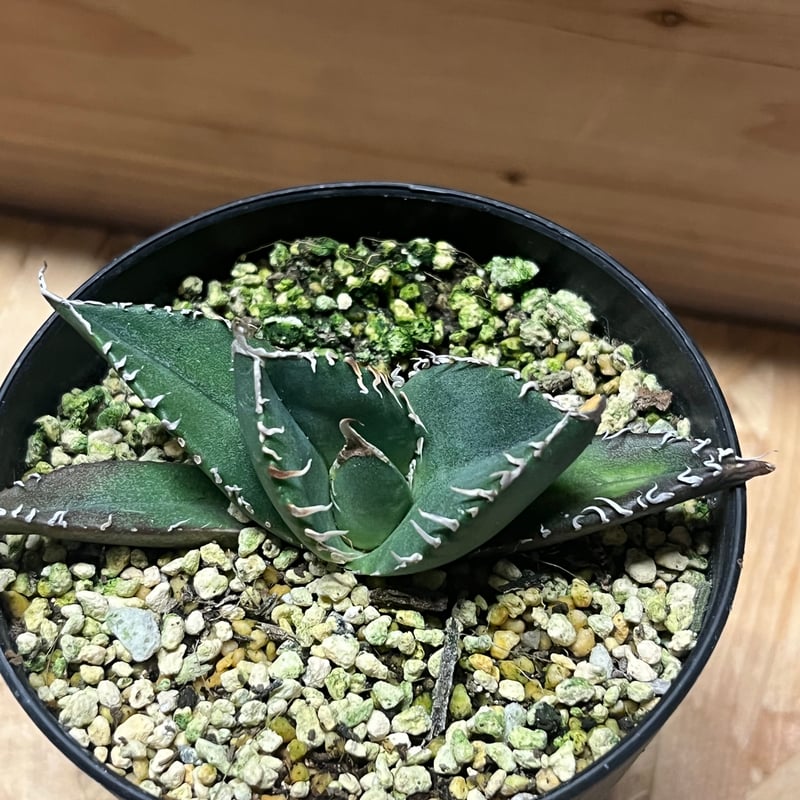 アガベ チタノタ SAD 南アフリカダイヤモンド 中株 ※鉢のまま発送 アガベ チタノタ 南アフリカダイヤモンド SAD | GREEN LUCK