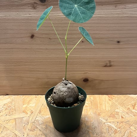 ステファニアエレクタ ステファニア エレクタ Stephania erecta | mana's farm:塊根植物