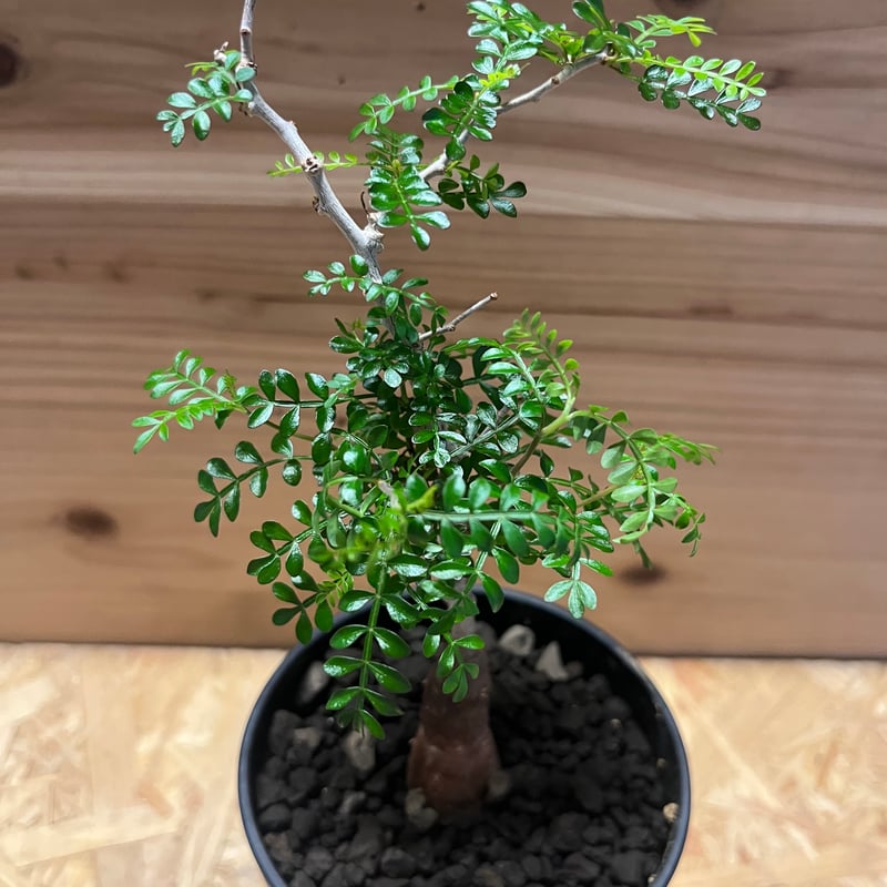 オペルクリカリア パキプス | GREEN LUCK