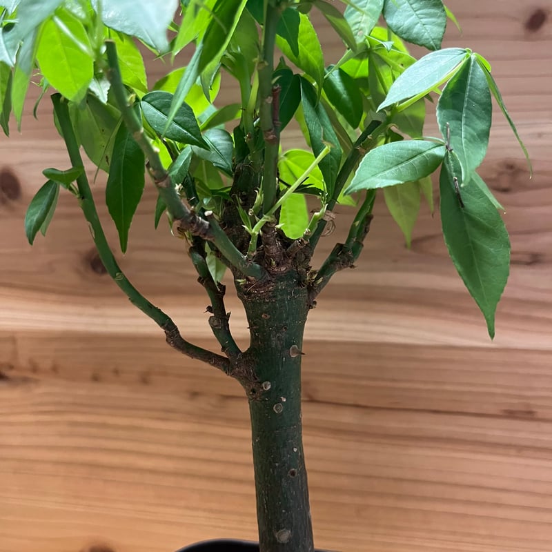 酔っ払いの木 トックリキワタ パラボラッチョ トゲトゲ 鑑賞樹木 塊根植物