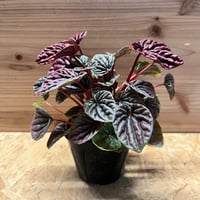 エンセファラルトス ホリダス ドワーフ | GREEN LUCK