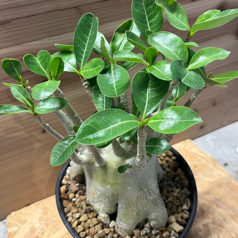 アデニウム アラビカム | GREEN LUCK