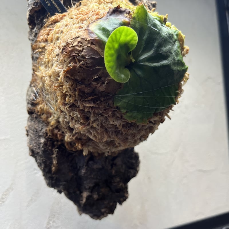 P．madagascariense ③　マダガスカリエンセ　子株　ビカクシダ P．madagascariense ③ マダガスカリエンセ 子株 ビカクシダ