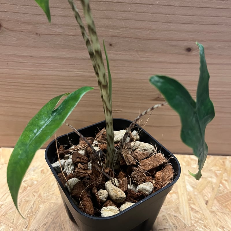 アロカシア ゼブリナ レティキュラータ | GREEN LUCK