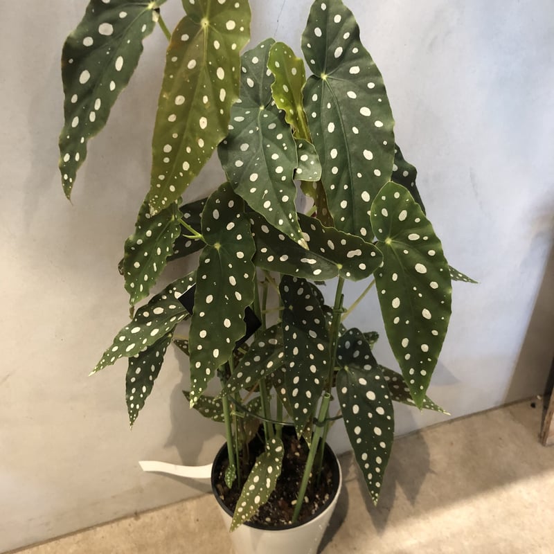 ベゴニアマクラータ ベゴニア・マクラータ Table-L | 観葉植物の通販 AND PLANTS