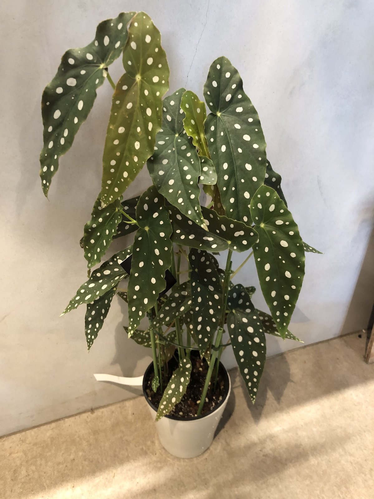 ベゴニアマクラータ ベゴニア マクラータ | GREEN LUCK