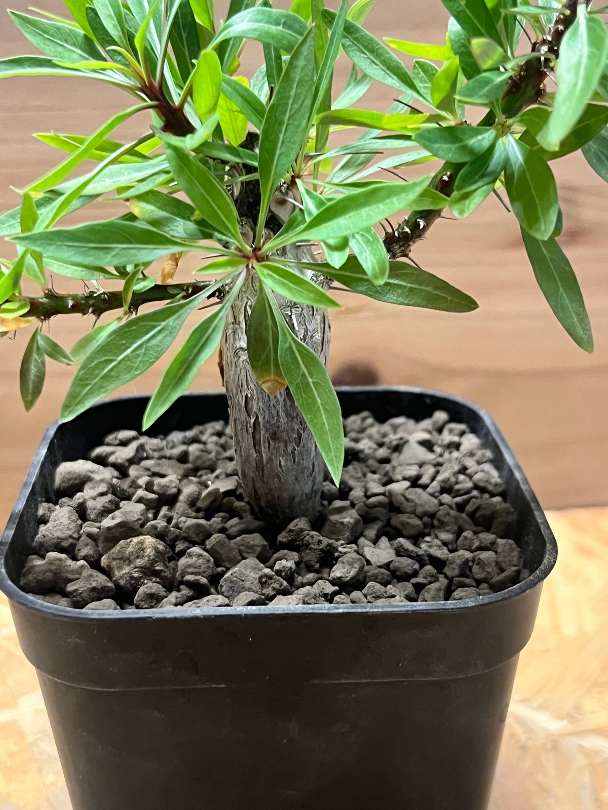 フォークイエリア プルプシー | GREEN LUCK