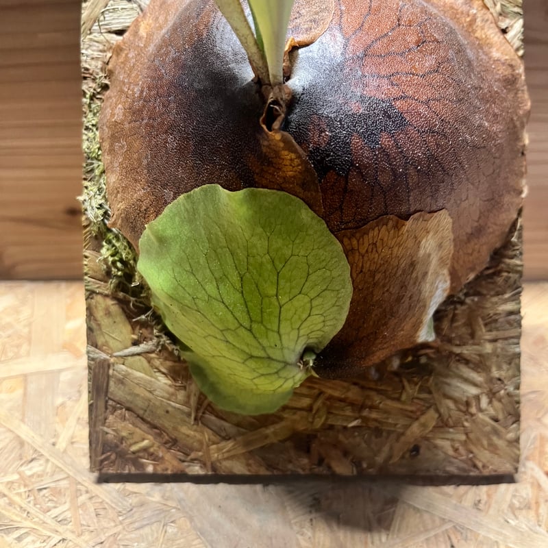 ビカクシダ アルシコルネ アフリカ | GREEN LUCK